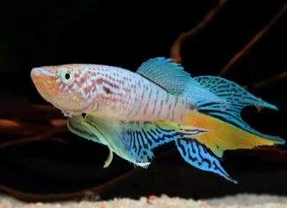 Fiche du poisson Fundulopanchax sjoestedti poisson Fundulopanchax sjoestedti