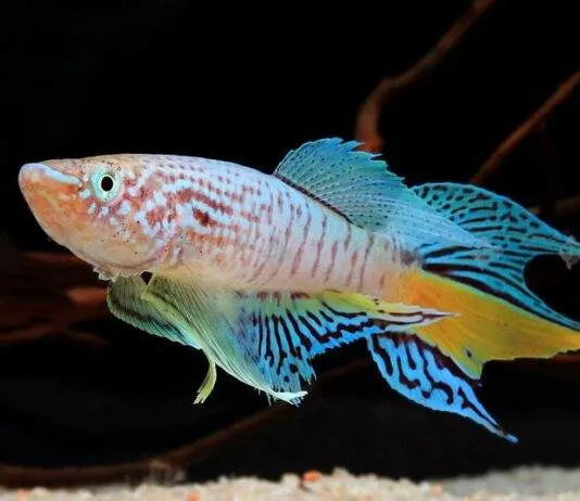 poisson Fundulopanchax sjoestedti