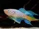 poisson Fundulopanchax sjoestedti