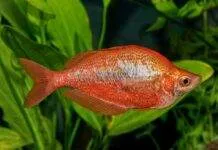 Fiche du poisson Glossolepis incisus poisson Glossolepis incisus