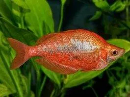 poisson Glossolepis incisus