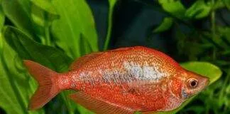 poisson Glossolepis incisus