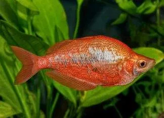 poisson Glossolepis incisus