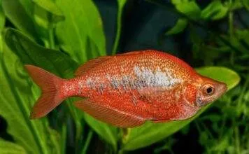 poisson Glossolepis incisus