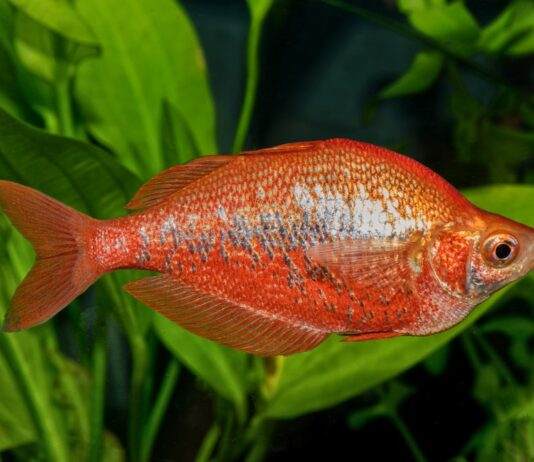 Fiche du poisson Glossolepis incisus poisson Glossolepis incisus