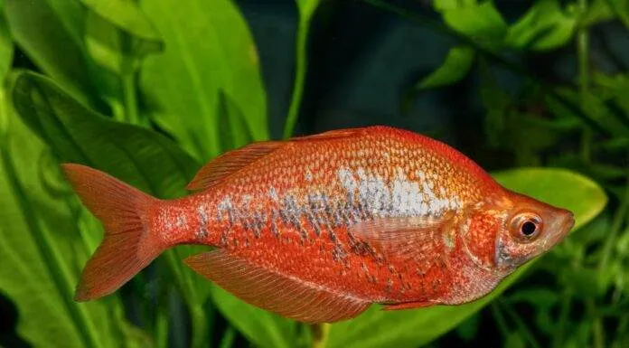 poisson Glossolepis incisus