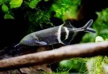 poisson Gnathonemus petersii