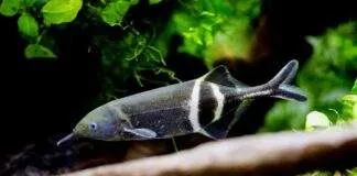 poisson Gnathonemus petersii