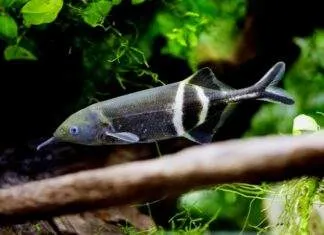 poisson Gnathonemus petersii