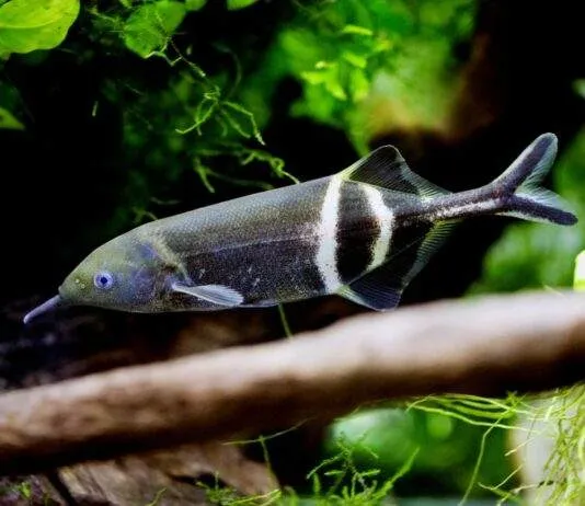 poisson Gnathonemus petersii