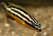 Fiche du poisson Julidochromis regani poisson Julidochromis regani