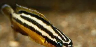 poisson Julidochromis regani