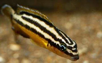 poisson Julidochromis regani