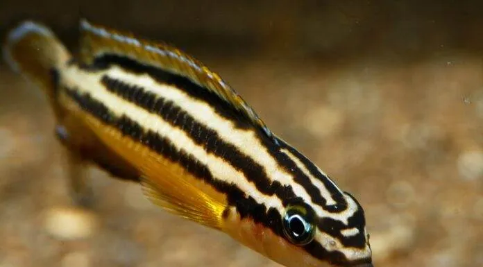 poisson Julidochromis regani