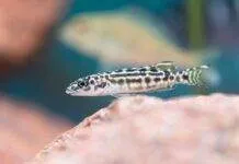 Fiche du poisson Julidochromis transcriptus poisson Julidochromis transcriptus