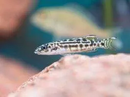 poisson Julidochromis transcriptus