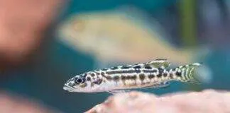 poisson Julidochromis transcriptus