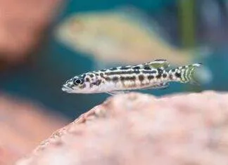 poisson Julidochromis transcriptus