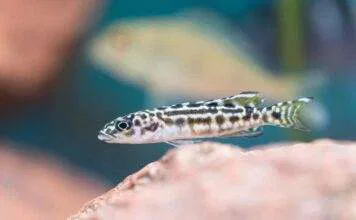 poisson Julidochromis transcriptus