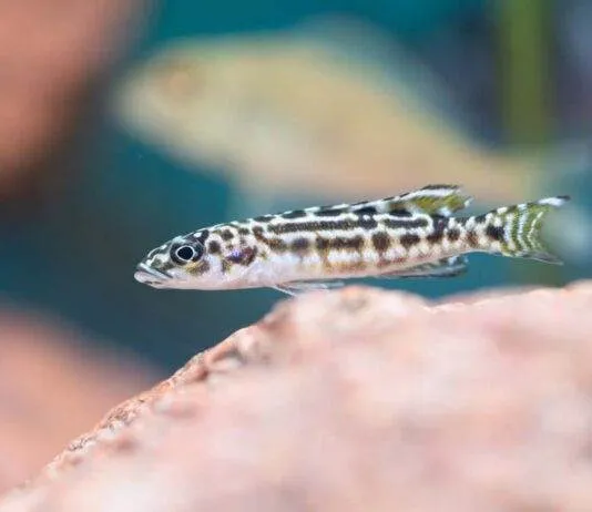 poisson Julidochromis transcriptus