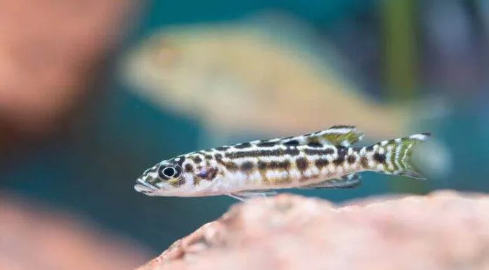 poisson Julidochromis transcriptus