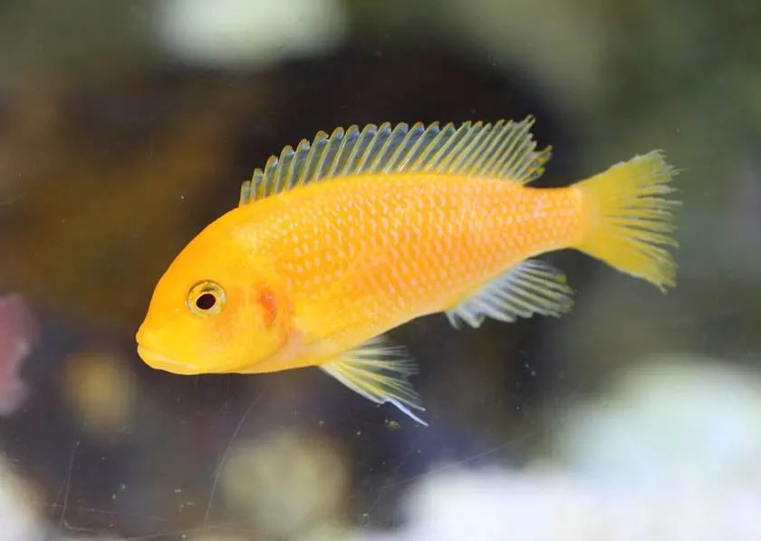 poisson Labidochromis caeruleus