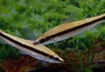 poisson Laemolyta taeniata