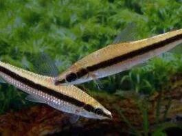 poisson Laemolyta taeniata