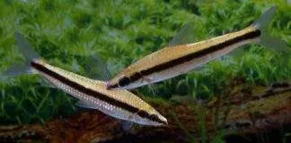 poisson Laemolyta taeniata