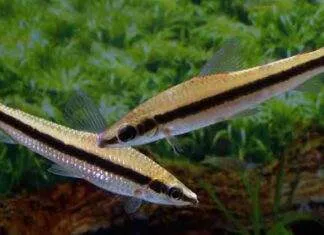 poisson Laemolyta taeniata