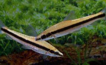 Fiche du poisson Laemolyta taeniata poisson Laemolyta taeniata