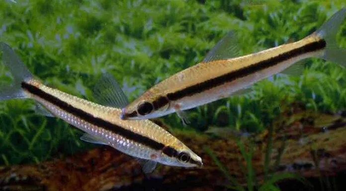 Fiche du poisson Laemolyta taeniata poisson Laemolyta taeniata