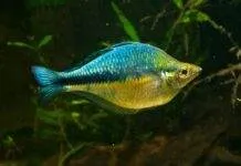Fiche du poisson Melanotaenia lacustris poisson Melanotaenia lacustris