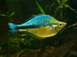 poisson Melanotaenia lacustris