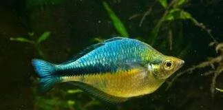 poisson Melanotaenia lacustris