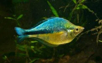 poisson Melanotaenia lacustris