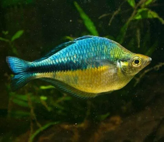 poisson Melanotaenia lacustris