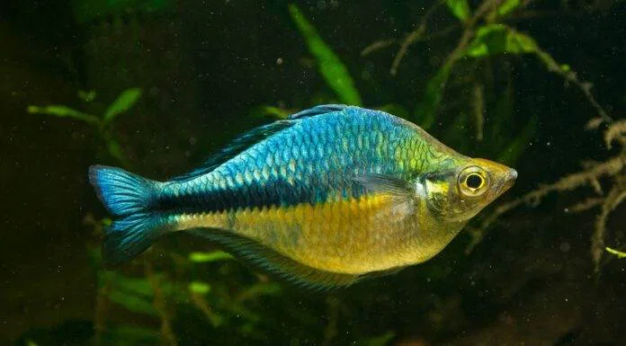 poisson Melanotaenia lacustris