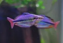 Fiche du poisson Melanotaenia trifasciata poisson Melanotaenia trifasciata