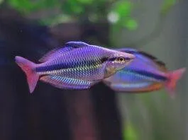 poisson Melanotaenia trifasciata