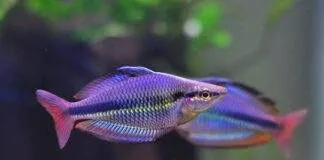 poisson Melanotaenia trifasciata