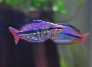 poisson Melanotaenia trifasciata