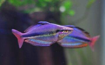 poisson Melanotaenia trifasciata