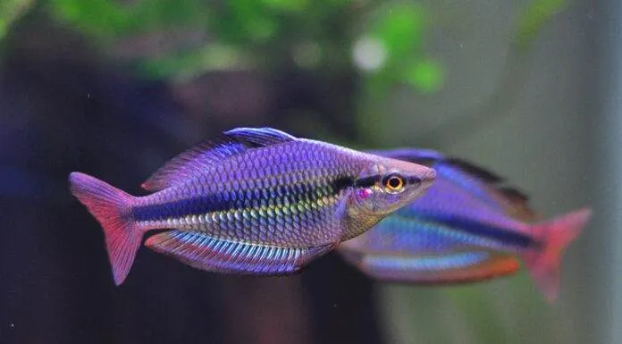 Fiche du poisson Melanotaenia trifasciata poisson Melanotaenia trifasciata