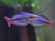 Fiche du poisson Melanotaenia trifasciata poisson Melanotaenia trifasciata