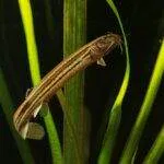 poisson Misgurnus fossilis