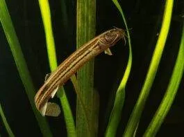 poisson Misgurnus fossilis