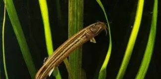 poisson Misgurnus fossilis