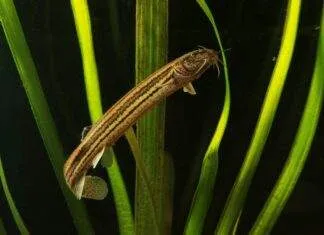 Fiche du poisson Misgurnus fossilis poisson Misgurnus fossilis