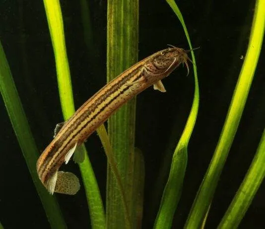 poisson Misgurnus fossilis